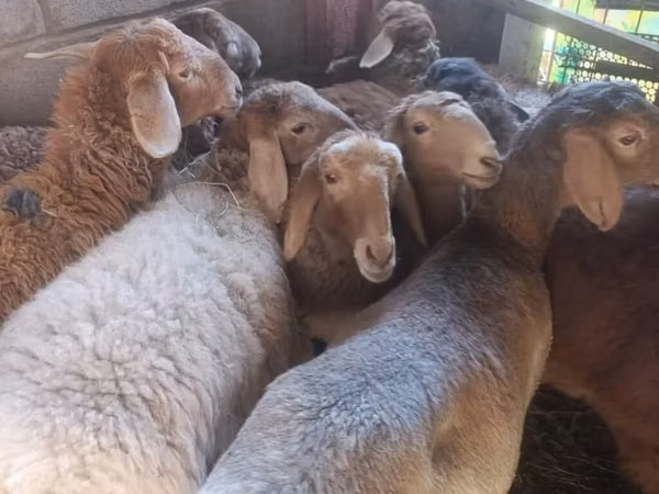Cabra, Cabras