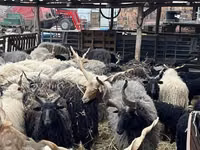 Sheep (batch, sex not specified), Racka sheep — photo 1