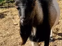 Ziegenbock, Dutch Landrace goats — Foto 4