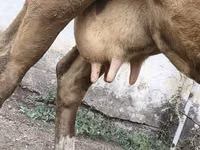 بقرة, Simmental cattle — الصورة 3