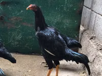 Shamo chickens — photo 3