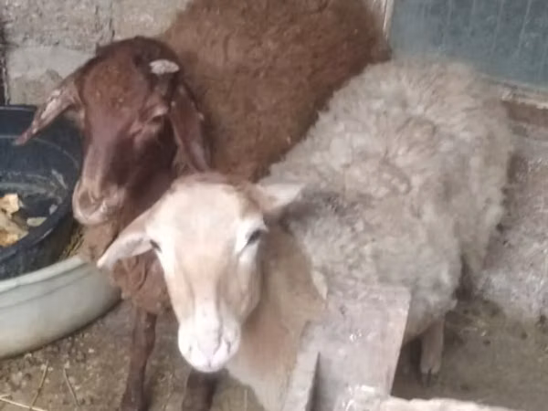 मेढ़ा, भेड़