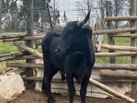 Bulle, Nguni cattle — Foto 2