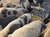 Pigs (batch, sex not specified), Pigs — photo 1