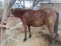 Stute, Kyrgyz Horse — Foto 1