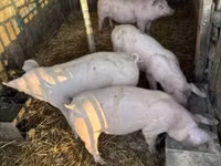 Schweine (Partie, Geschlecht nicht angegeben) — Foto 5