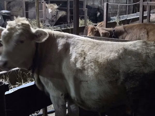 Cow, Simmental cattle