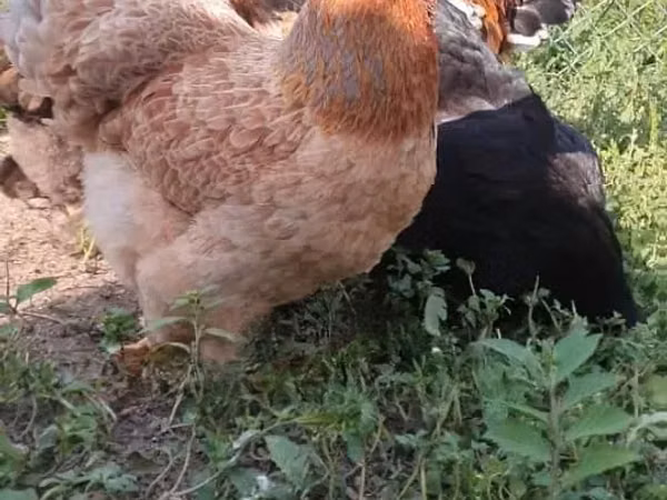 Brahma