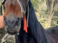 Mare, French Trotter — photo 1