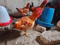 Chickens — photo 2