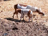 母马, Australian Pony — 照片 1