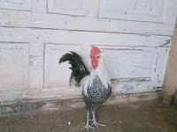 ब्रेकल — फ़ोटो 2
