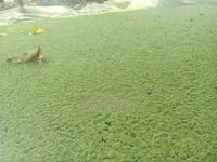 Fresh Green Azolla — foto 2