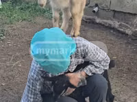 عنزة, Megrelian goat — الصورة 1