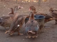 Ducks — photo 4