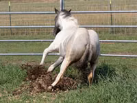 حصان, National Show Horse — الصورة 1