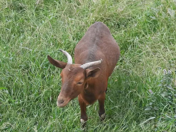 Ziege, Murcia-Granada goats