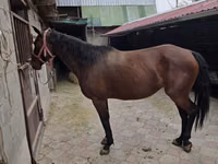 Mare, Thoroughbred horse — photo 2