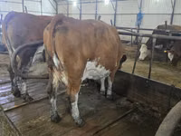 Cow, Simmental cattle — photo 2