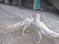 Shamo chickens — photo 2
