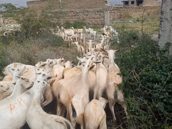 Goats (batch, sex not specified), Somali goats