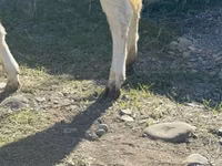 Kuh, Holstein-Rasse — Foto 4