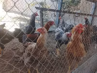 Chickens — الصورة 2