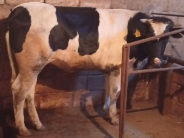 Vaca, Russian Black pied cattle