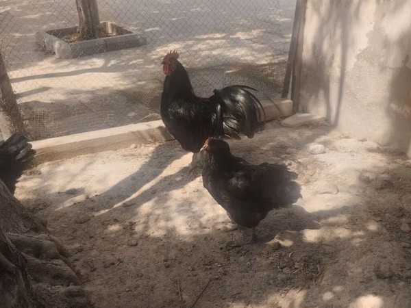 Australorp