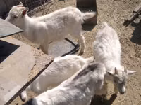 Ziege, Russian White goat — Foto 4