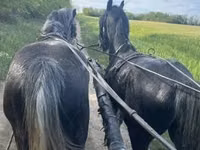 घोड़े (लॉट, लिंग निर्दिष्ट नहीं), Lipizzaner — फ़ोटो 4