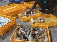 Chickens — photo 5