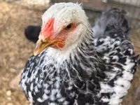 Brahma — photo 1