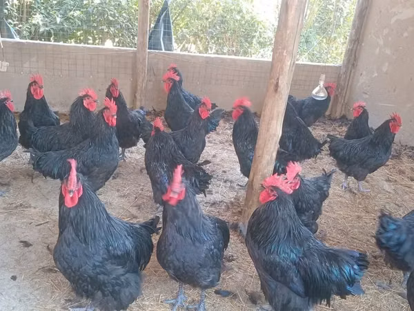 أوسترالورب