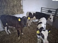 गाय, Russian Black pied cattle — फ़ोटो 1
