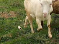 Goat, Goats — photo 2