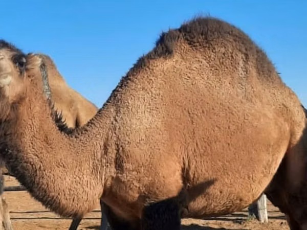 إبل (دفعة، الجنس غير محدد), Kazakh Bactrian camel