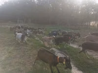 Goats (batch, sex not specified), Goats — photo 2