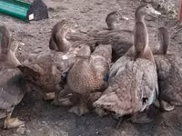 Ducks — photo 7