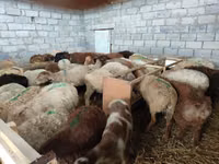 نعجة, الأغنام — الصورة 4