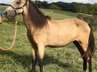 Stute, Rocky Mountain Horse — Foto 5
