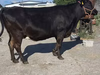 गाय, गोलस्टीन नस्ल — फ़ोटो 3