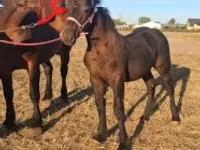 公马, Percheron — 照片 3