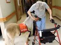 घोड़ा, Miniature horse — फ़ोटो 5