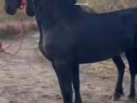 Stute, Friesian — Foto 3