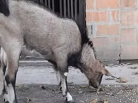 Billy Goat, Nubian Goat — photo 1
