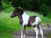 Hengst, American shetland pony — Foto 3
