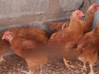 Shamo chickens — photo 2