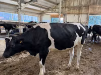 Vaca, Raza Holstein — foto 3