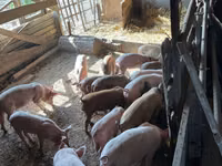 خنزير ذكر, الخنازير — الصورة 3
